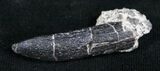 Diplodocus Tooth - Salt & Pepper Quarry #5605-2